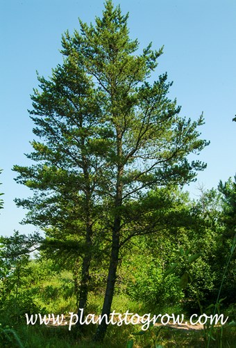 Jack Pine (Pinus banksiana)
This tree was growing 100-200 feet from the shores of Lake Superior in pure sand